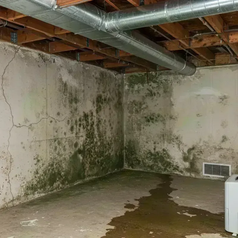 Professional Mold Removal in Berthoud, CO